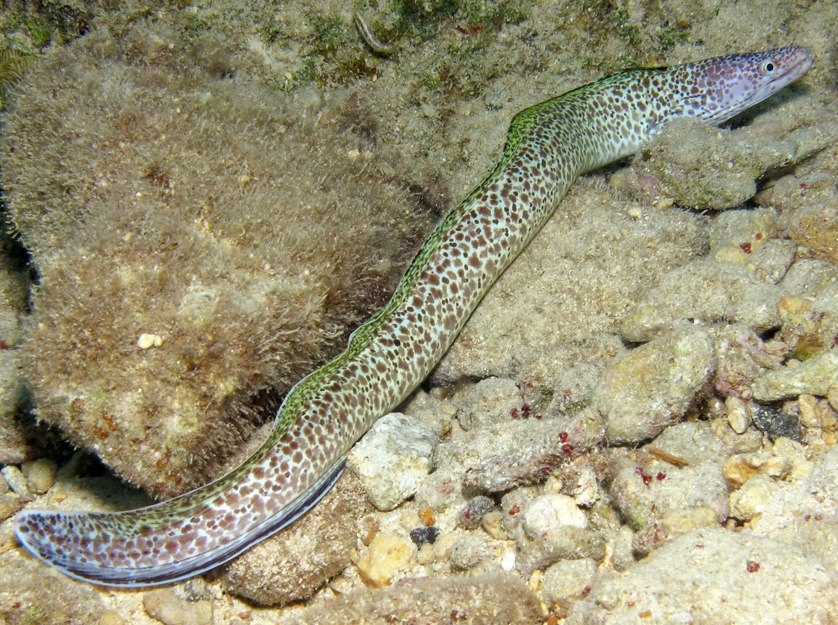Spotted Moray Eel Gymnothorax moringa Cozumel, Mexico Photo 6 Tropical Reefs