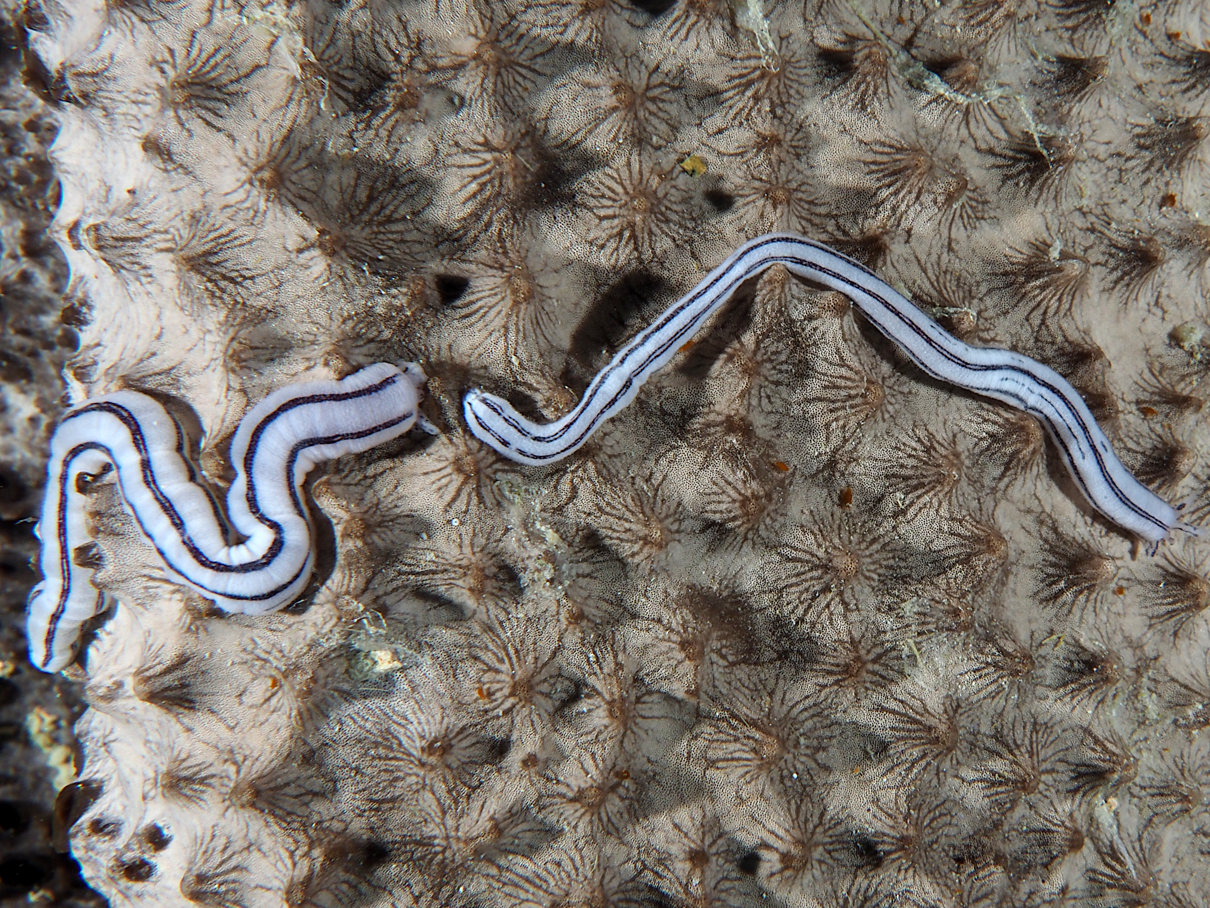 Lampert's Sea Cucumber Synaptula lamperti Sea Cucumbers
