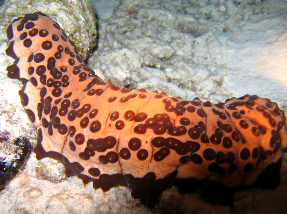 ThreeRowed Sea Cucumber Isostichopus badionotus Bonaire Photo 4