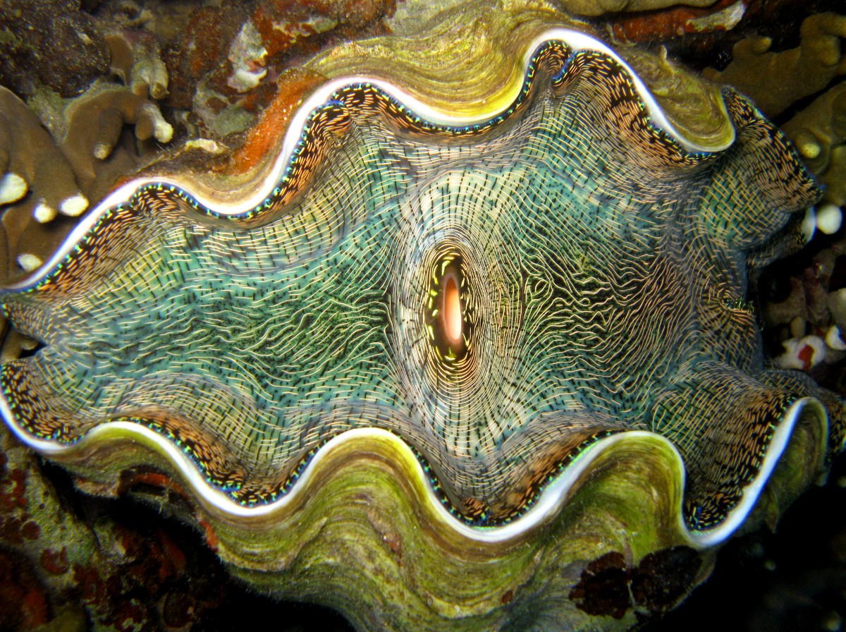 Smooth Giant Clam Tridacna derasa Giant Clams Derasa Clam