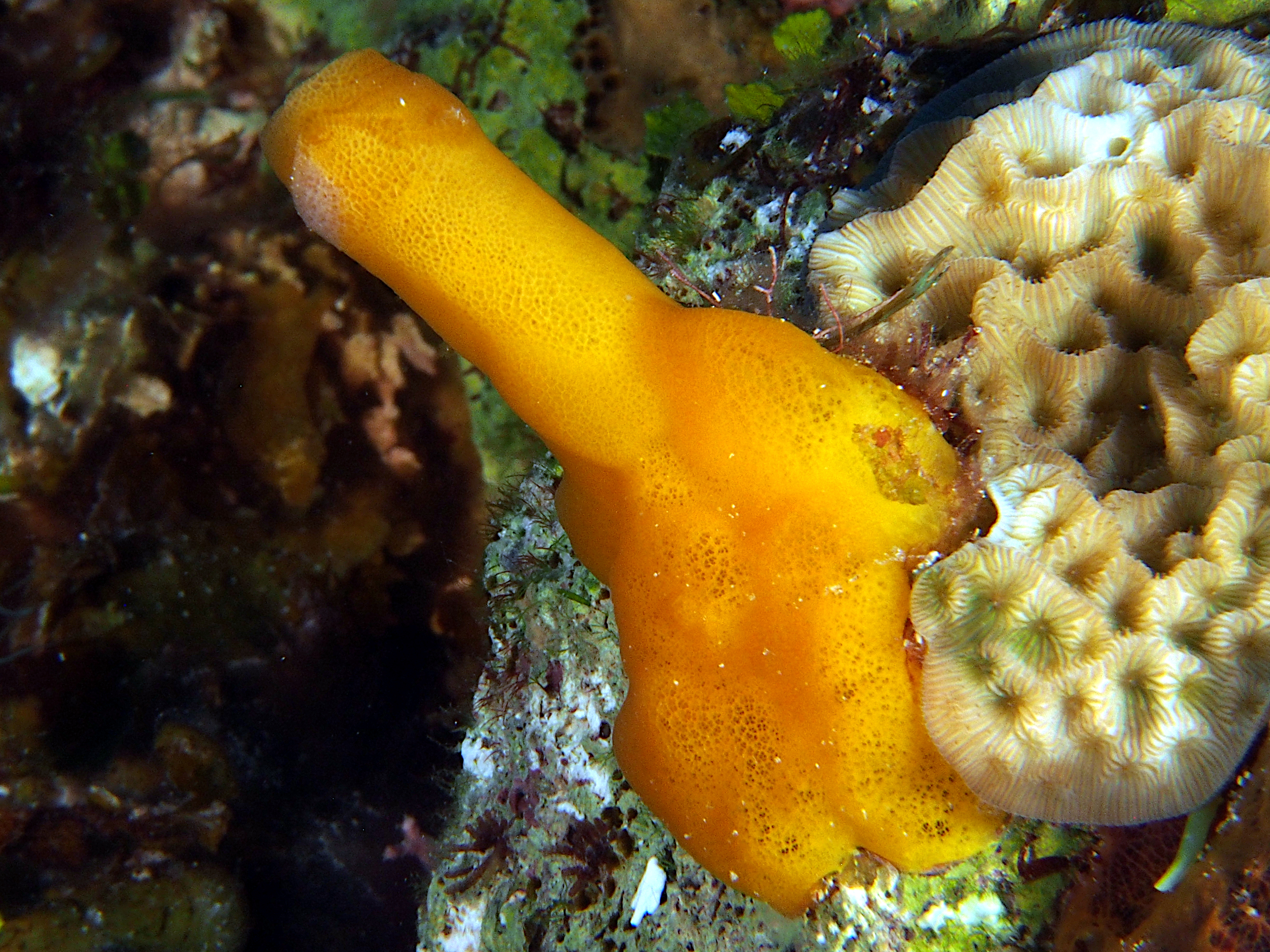 Variable Boring Sponge Siphonodictyon coralliphagum Cozumel, Mexico
