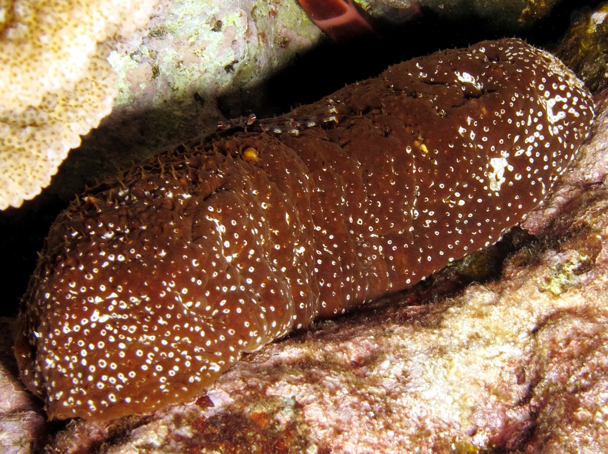 Whitespotted Sea Cucumber Actinopyga varians Maui, Hawaii Photo 4