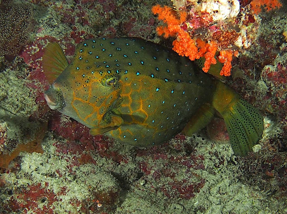 Yellow Boxfish Ostracion cubicus Wakatobi, Indonesia Photo 12 Tropical Pacific Reefs