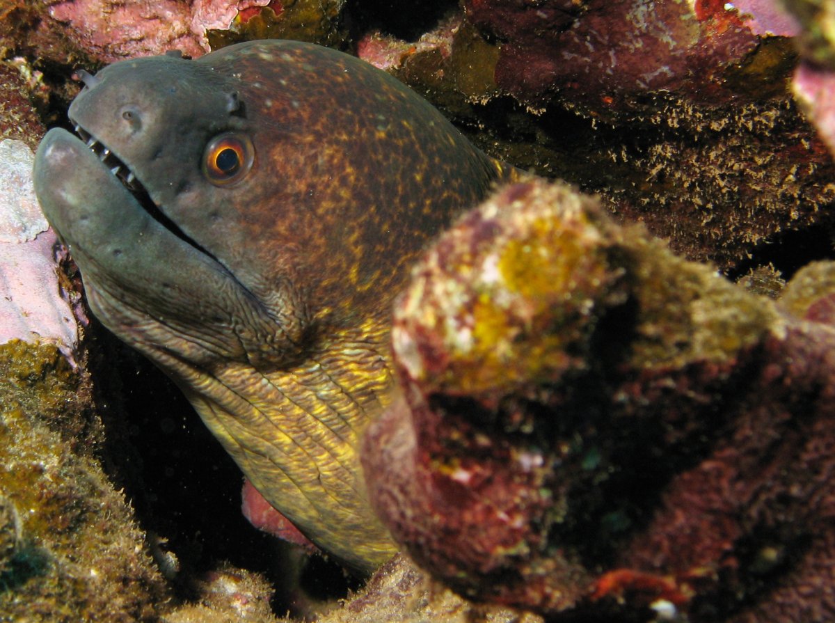 Yellowmargin Moray Eel Gymnothorax flavimarginatus Lanai, Hawaii
