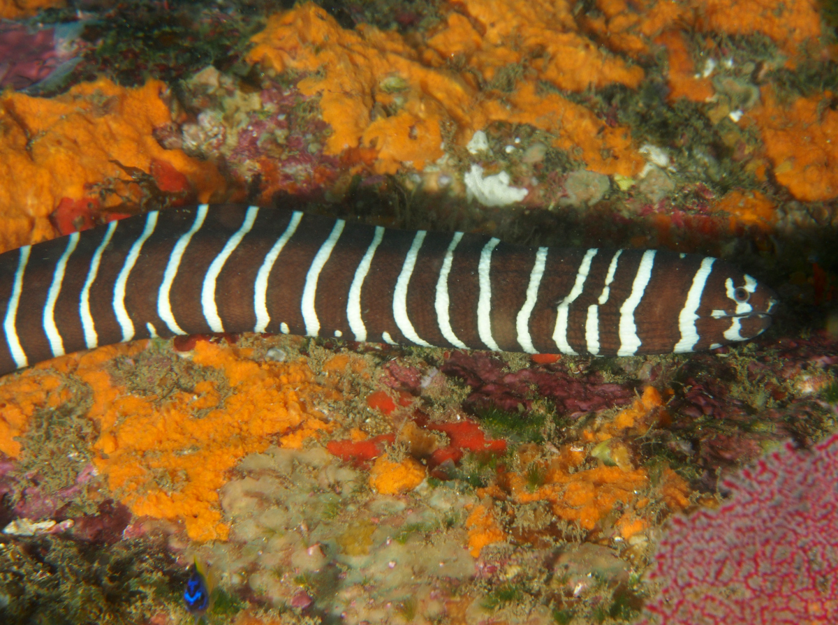 Zebra Moray Eel Gymnomuraena zebra Cabo San Lucas, Mexico Photo 6