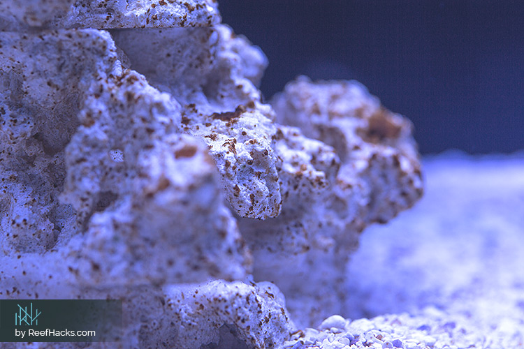 Ultimate Guide How To Cycle a Tank for a Strong & Healthy Start