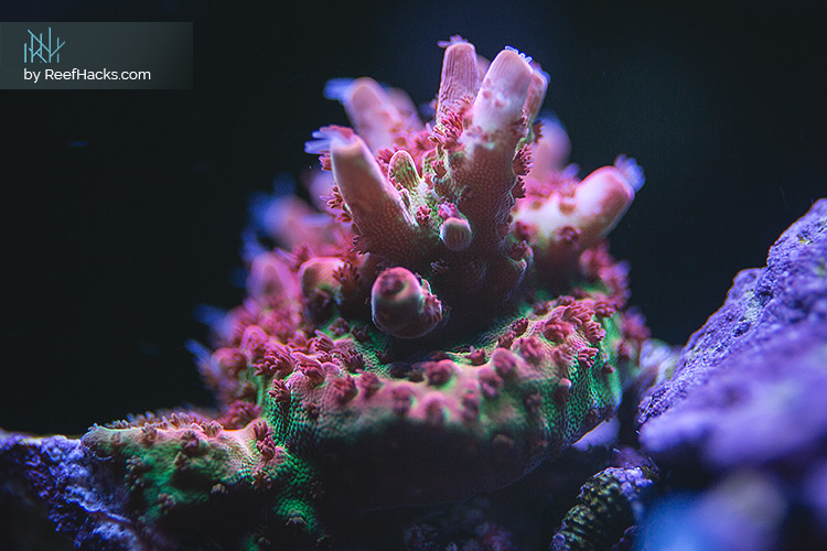 Reef Tank Supplement Methods How To Choose the Right Program