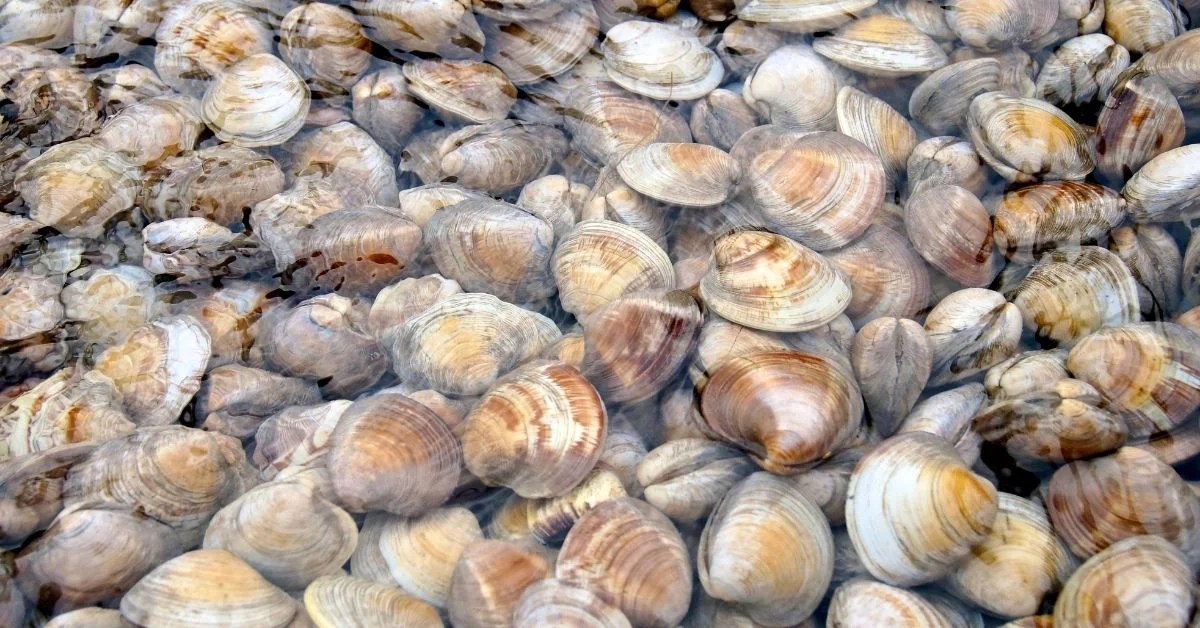 Cleaner Clams care in a reef tank Reef Keeping World