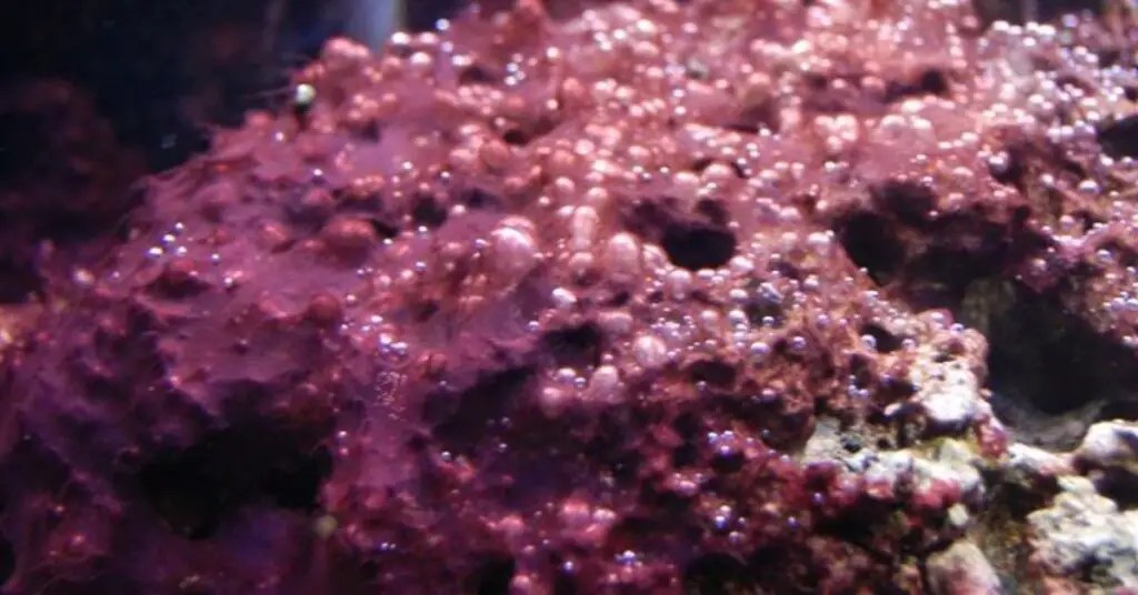 How to Get Rid of Red Bubble Algae in a Reef Tank Reef Keeping World