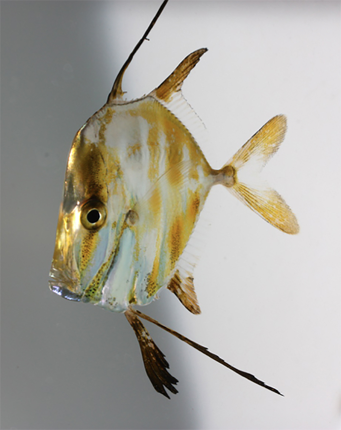 Or Jacks of New York