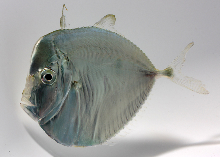 Or Jacks of New York