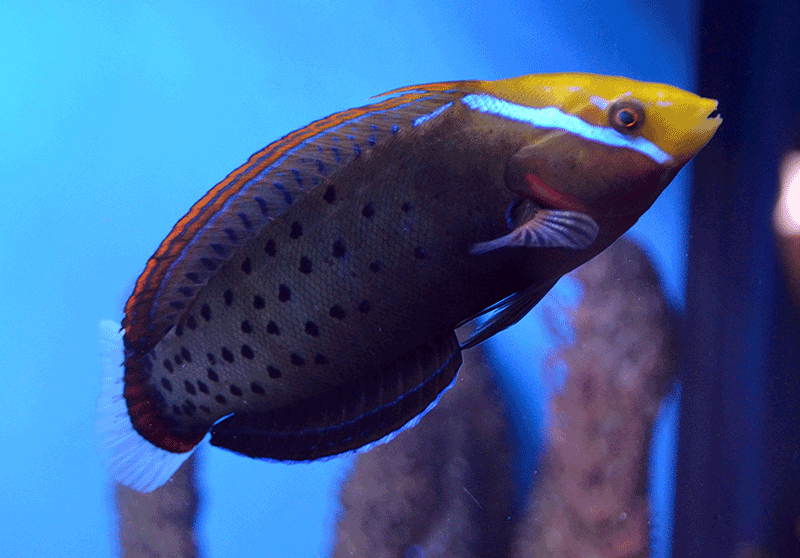 Formosa Wrasse