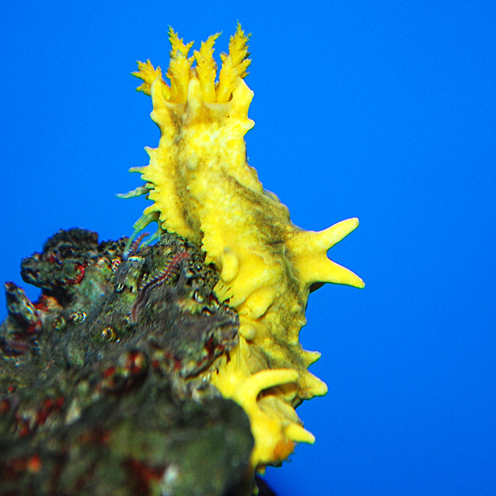 Yellow Sea Cucumber