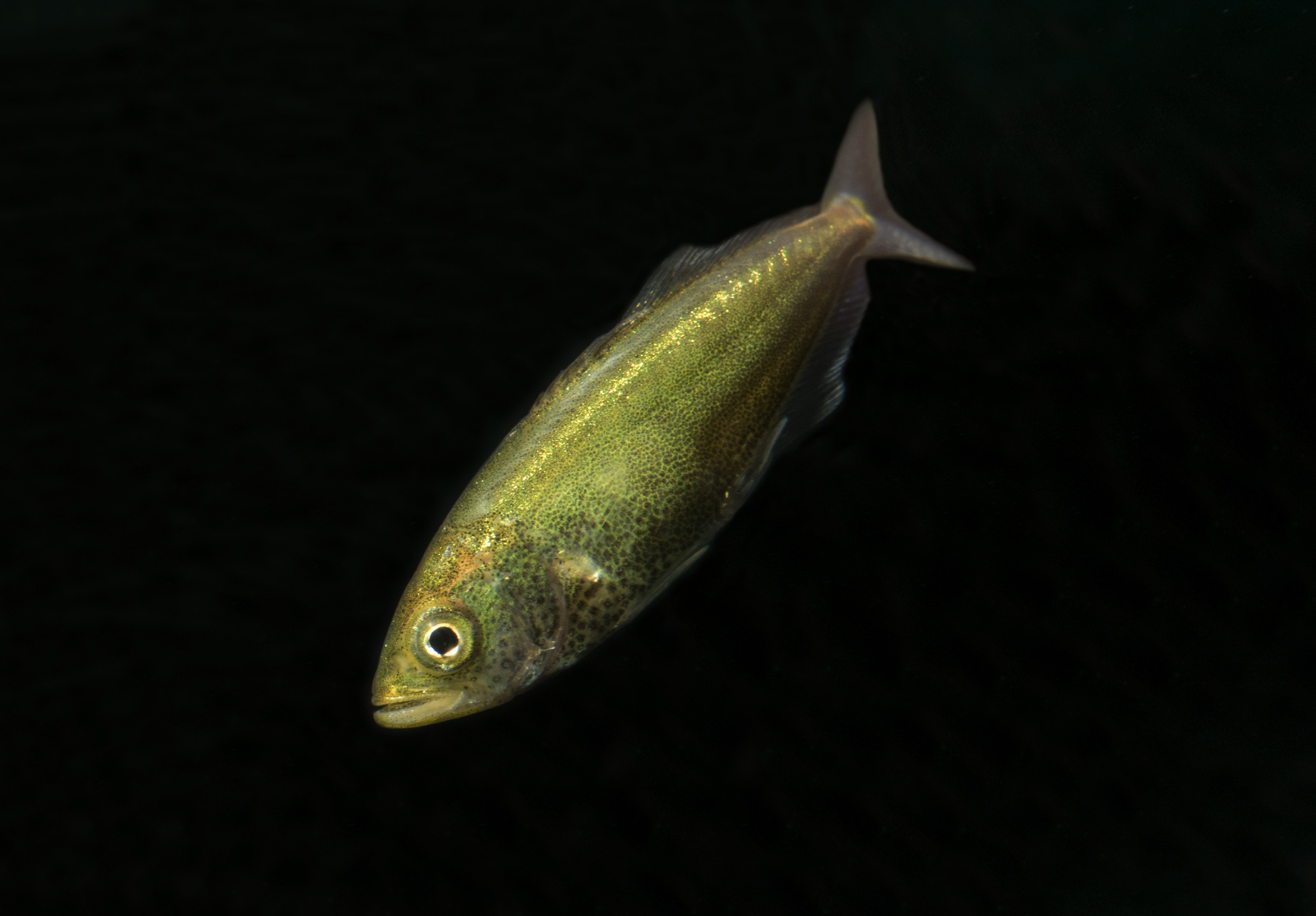 Coastal Collecting Log Skimming off the top