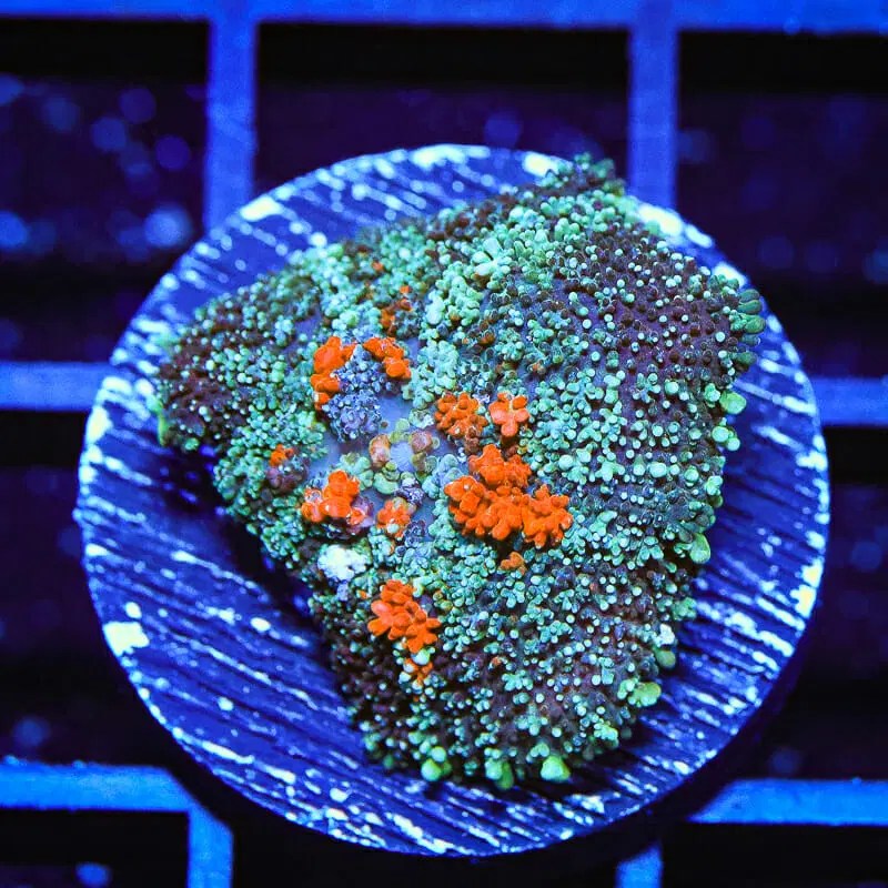 TSA Tang Persian Rug Mushroom