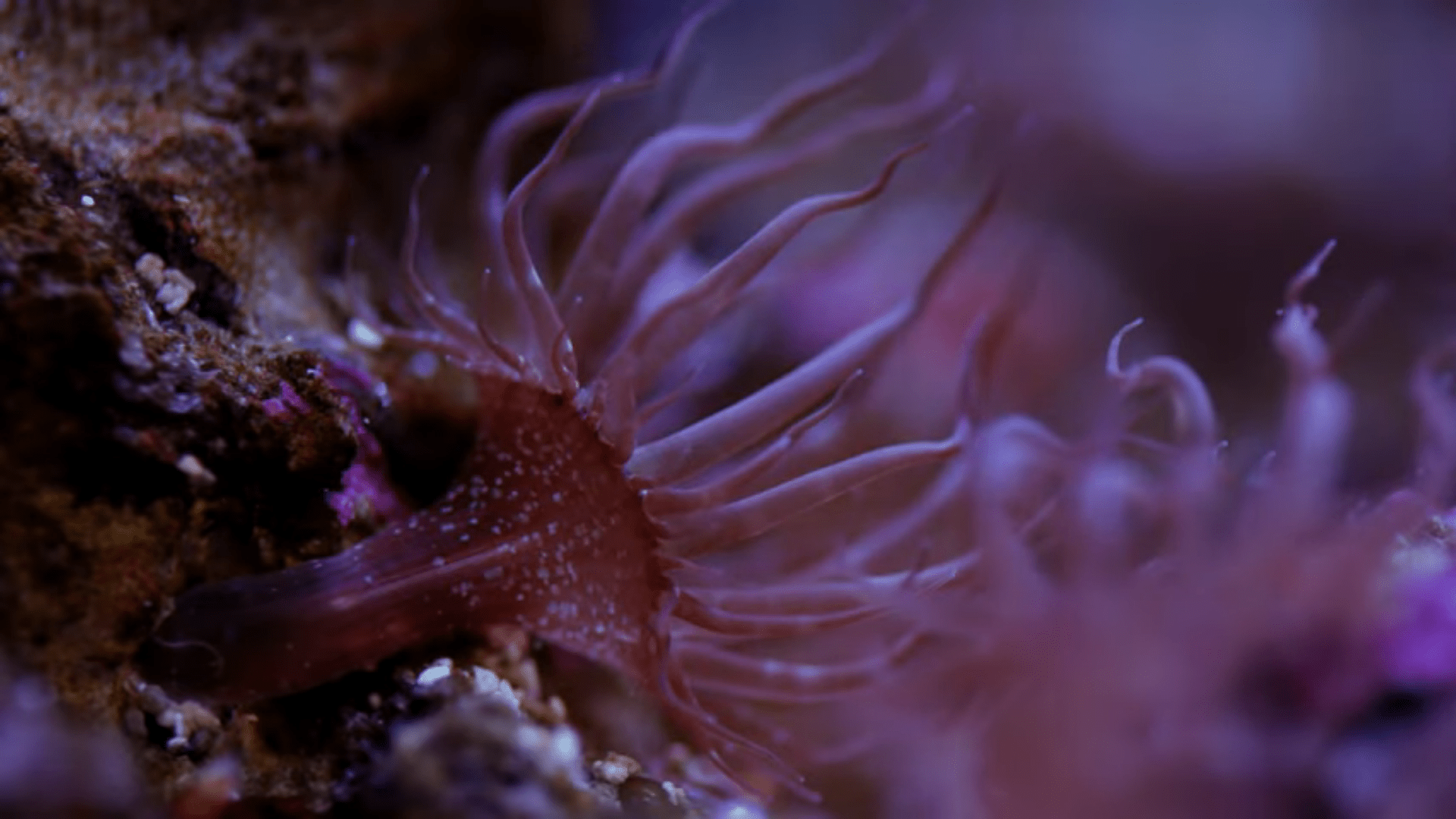 Let's kill Aiptasia in Becka's Reef Tank