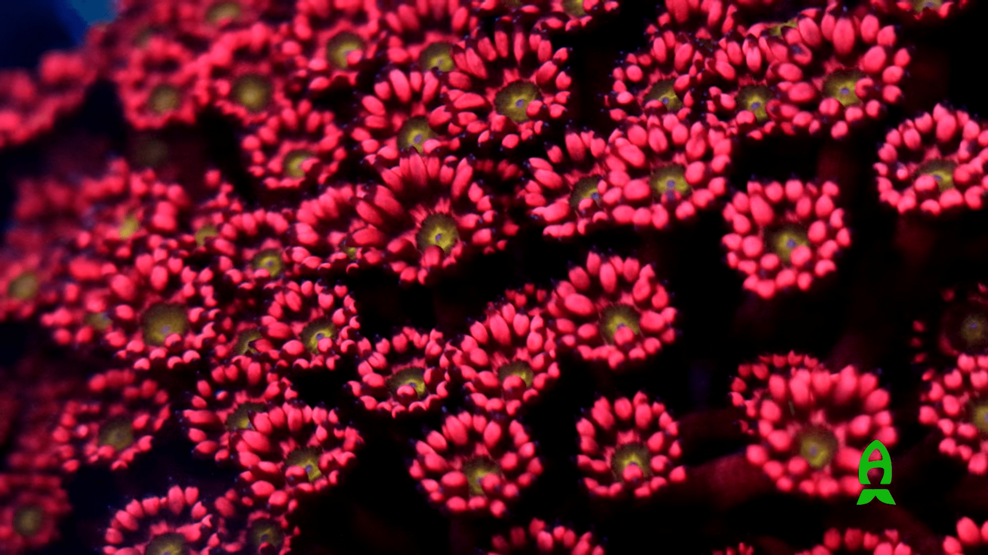 LFS Spotlight Top Shelf Aquatics