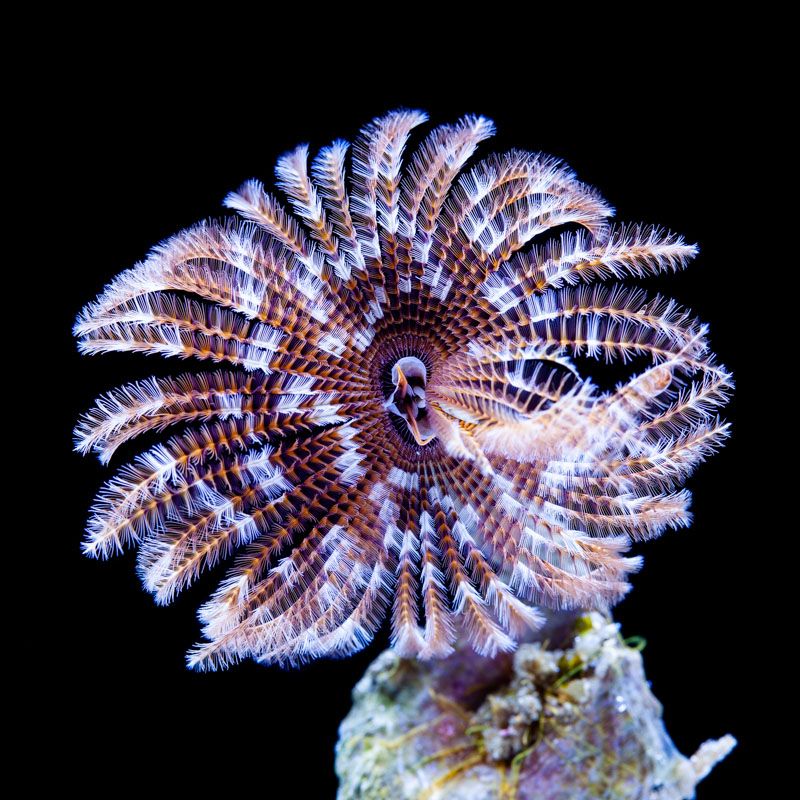 Sabellidae (Feather Duster) Aquarium ReefSolution inc.
