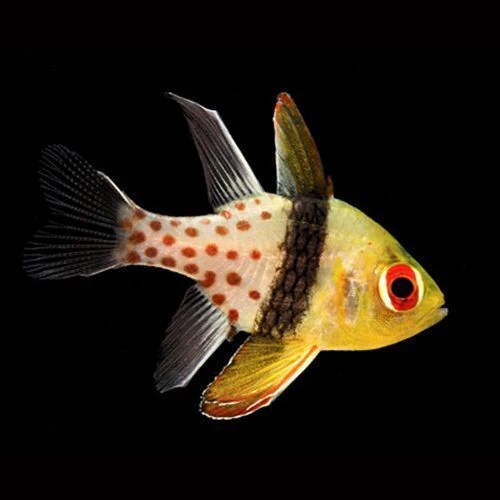 Pajama Cardinal Aquarium ReefSolution inc.