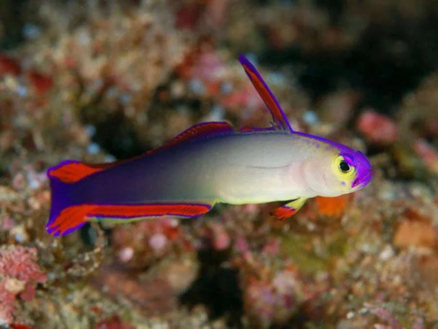 Purple firefish Aquarium ReefSolution inc.