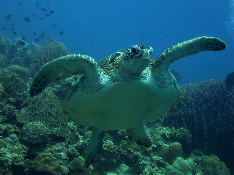 Green turtle Moalboal Reef Species