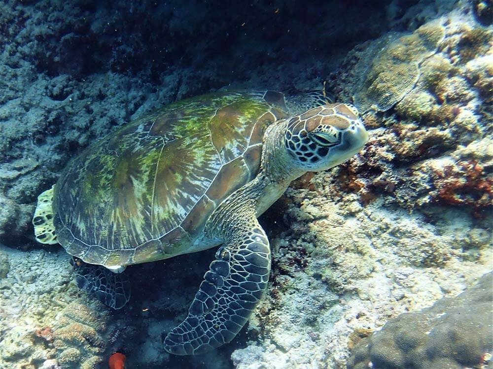 Green turtle Moalboal Reef Species