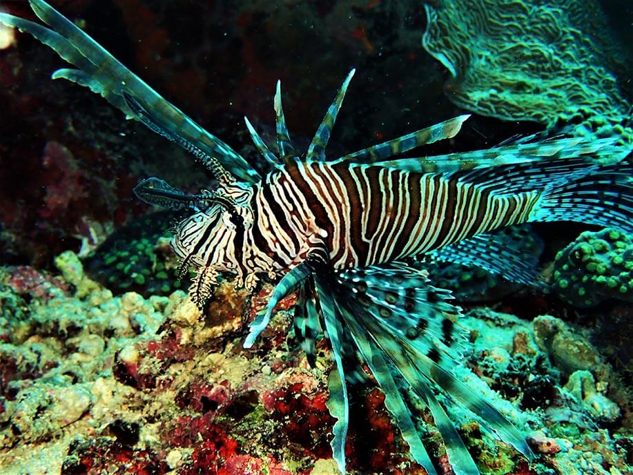 Red lionfish Moalboal Reef Species