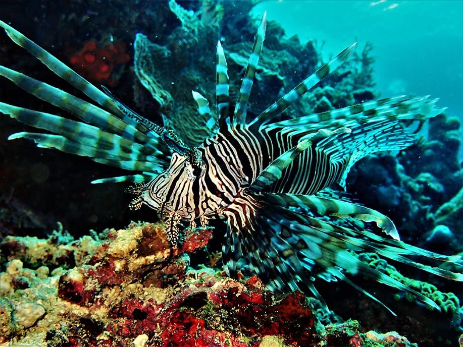 Red lionfish Moalboal Reef Species