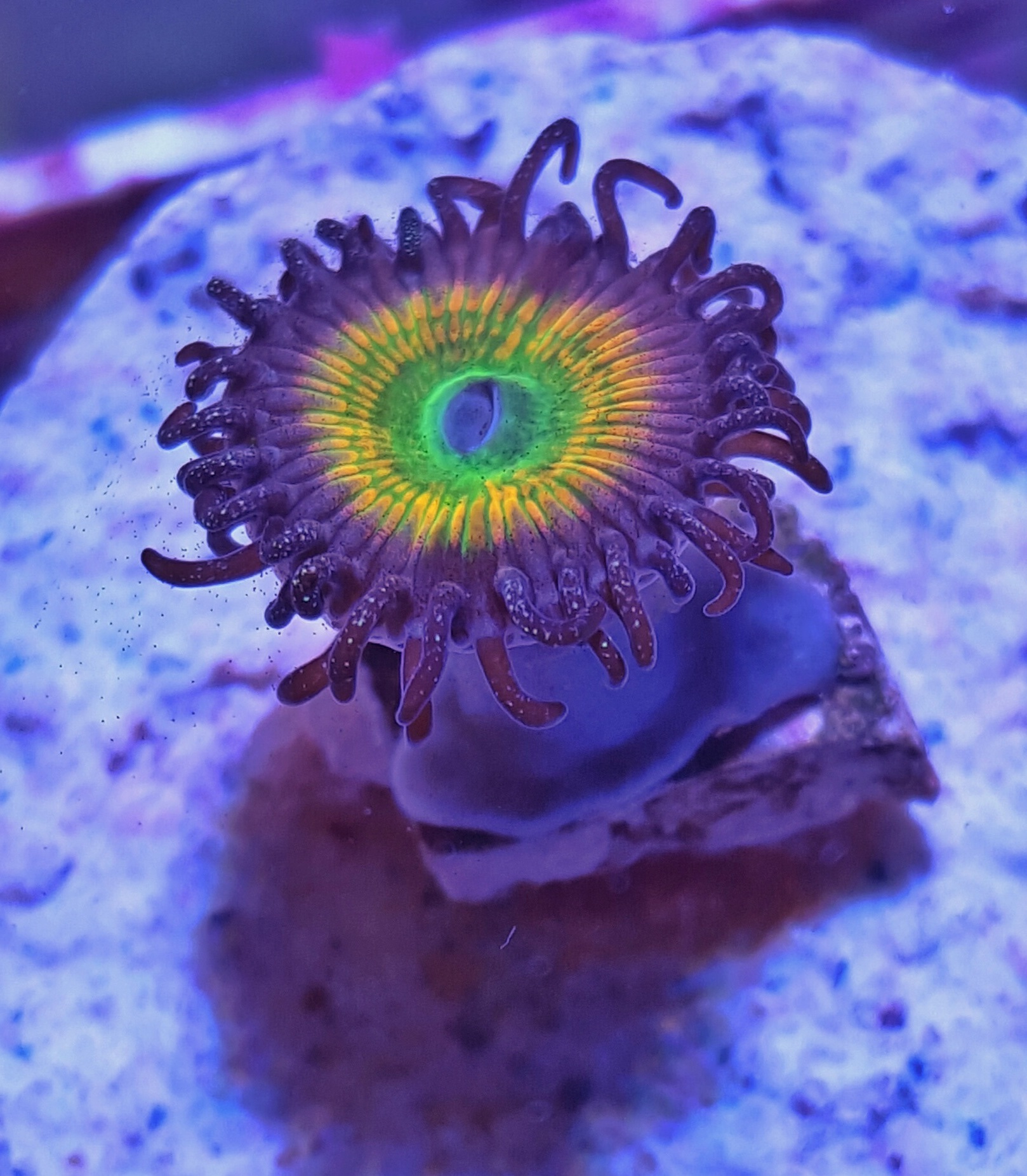 Sunny D Zoa Care Placement, Growth & Lighting Reef Tank Advisor