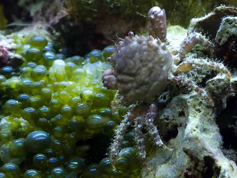 How To Get Rid Of Bubble Algae In A Reef Tank at Richard Swift blog