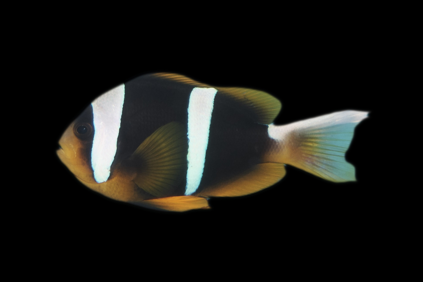 Shop Clarkii Clownfish Reeftopia Australia's Source For Premium