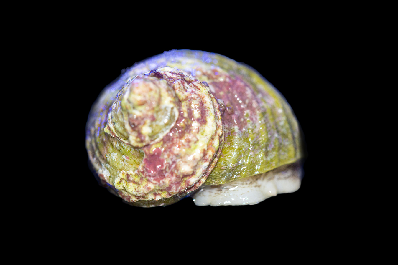Shop Turbo Snail Reeftopia Australia's Source For Premium Fish & Coral