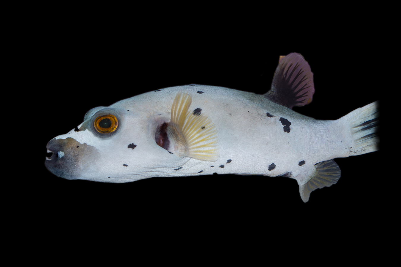 Shop Dogface Pufferfish Reeftopia Australia's Source For Premium