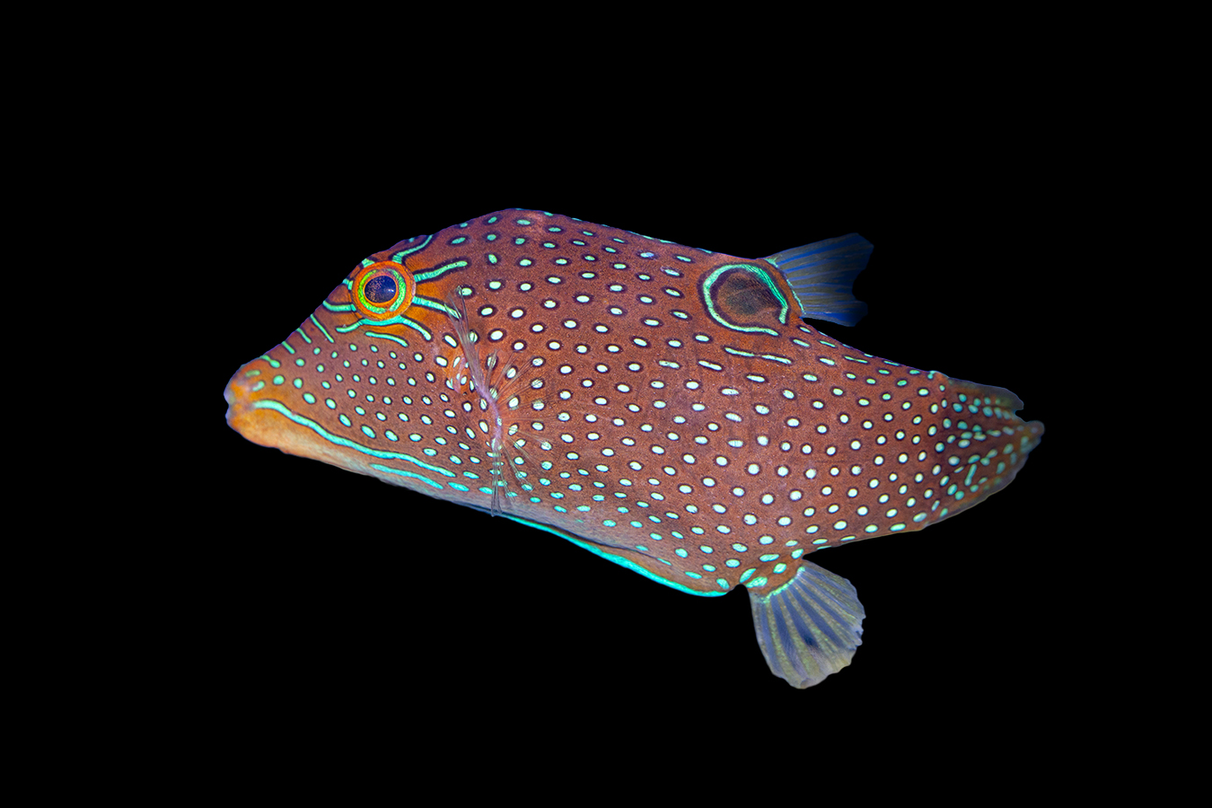 Shop Blue Spotted Pufferfish Reeftopia Australia's Source For