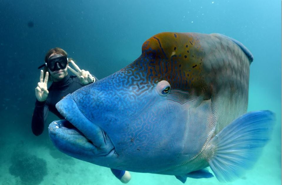 Norman Reef Reef Trip