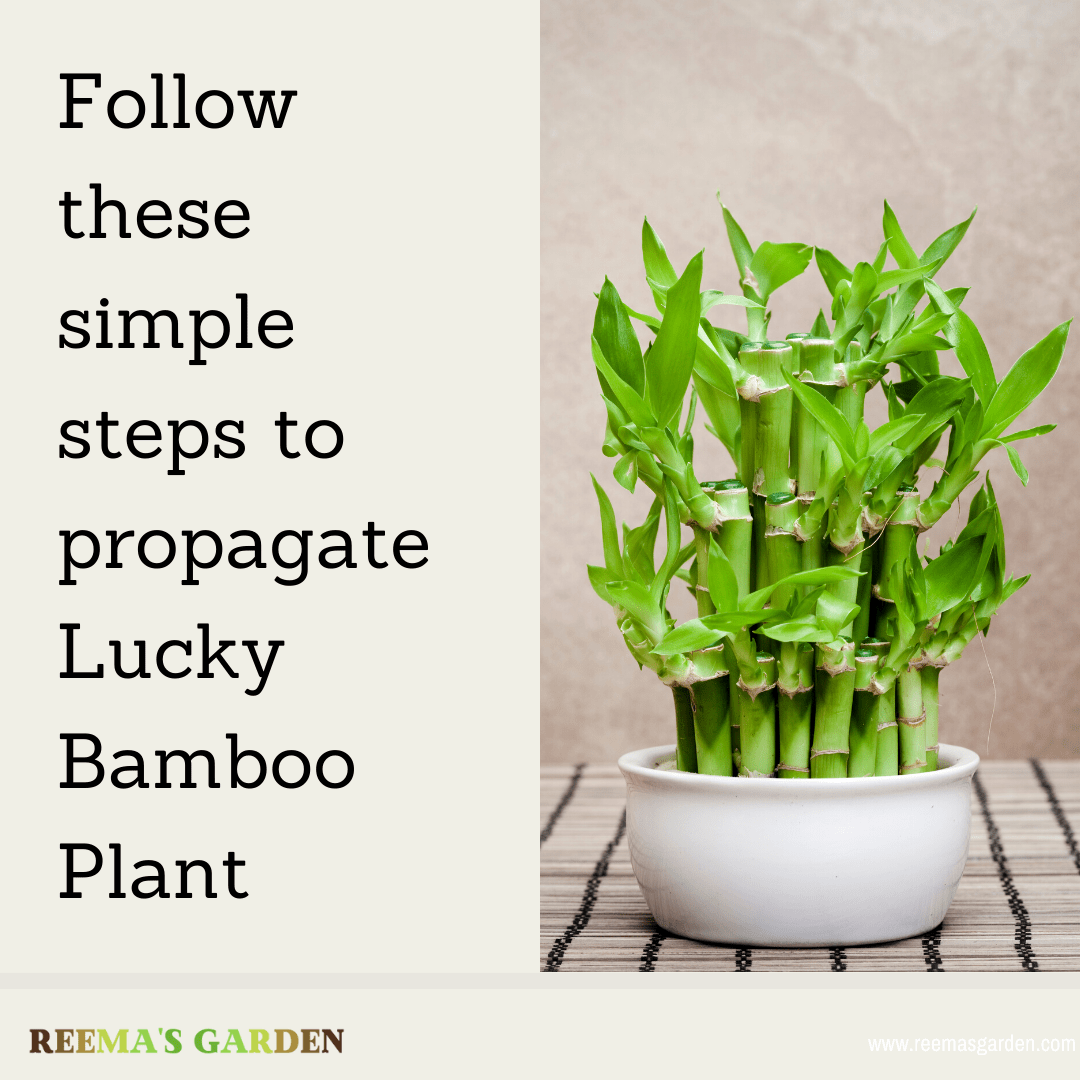 It’s time to get lucky… Here’s how you can propagate Lucky Bamboo