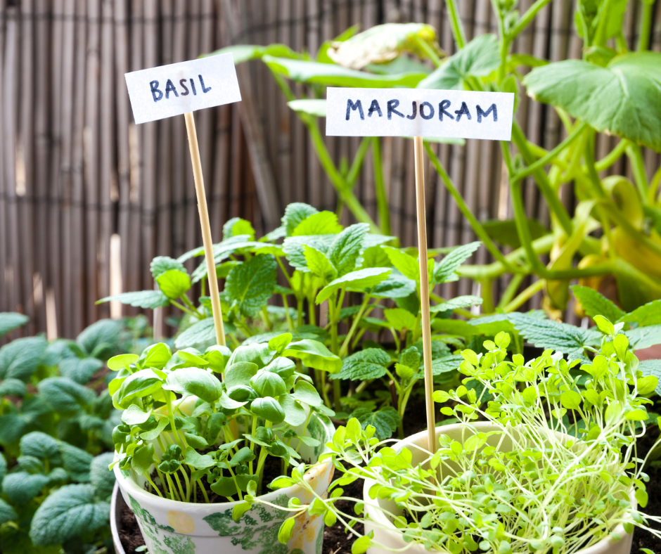 7 Secrets to Growing Herbs in Pots like a Pro Reema's Garden