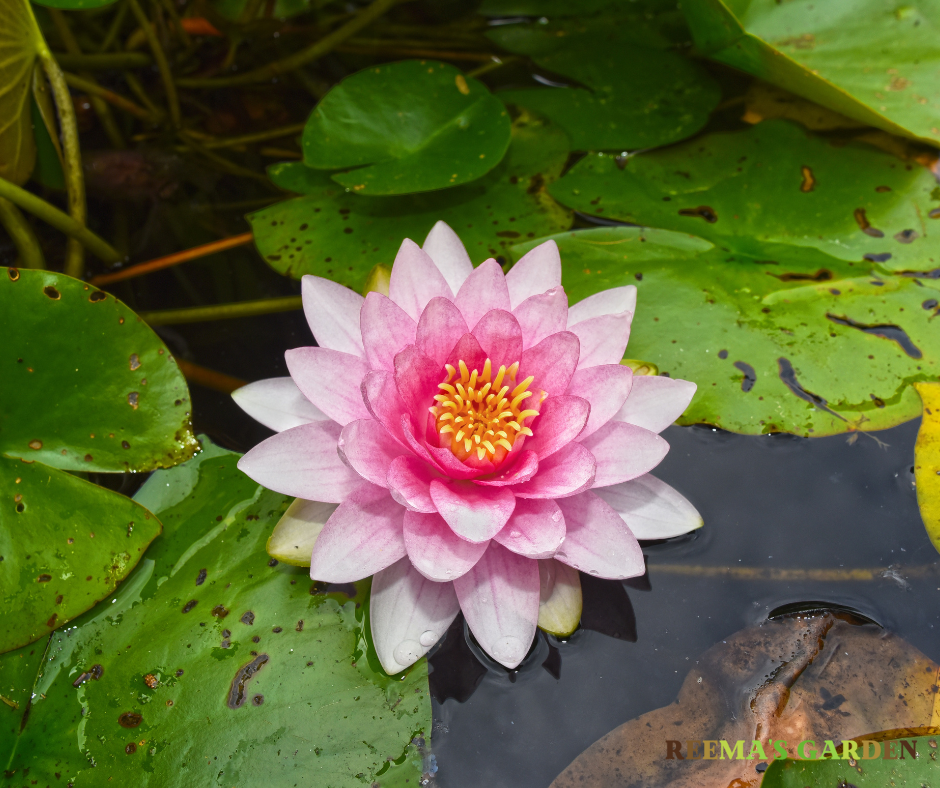 How to grow water lilies at home? Reema's Garden