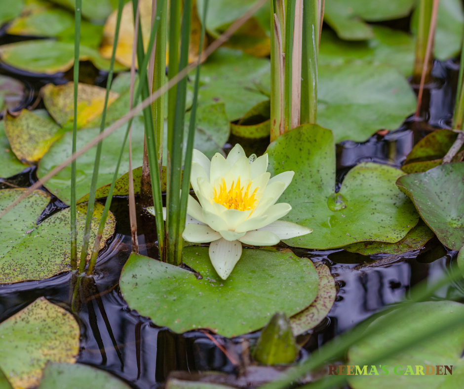How to grow water lilies at home? Reema's Garden