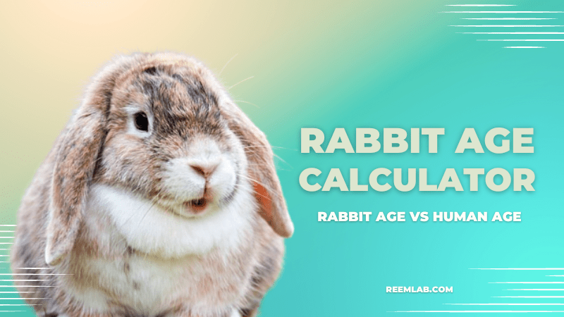 Rabbit Age Calculator - Rabbit Age vs Human Age - ReemLab