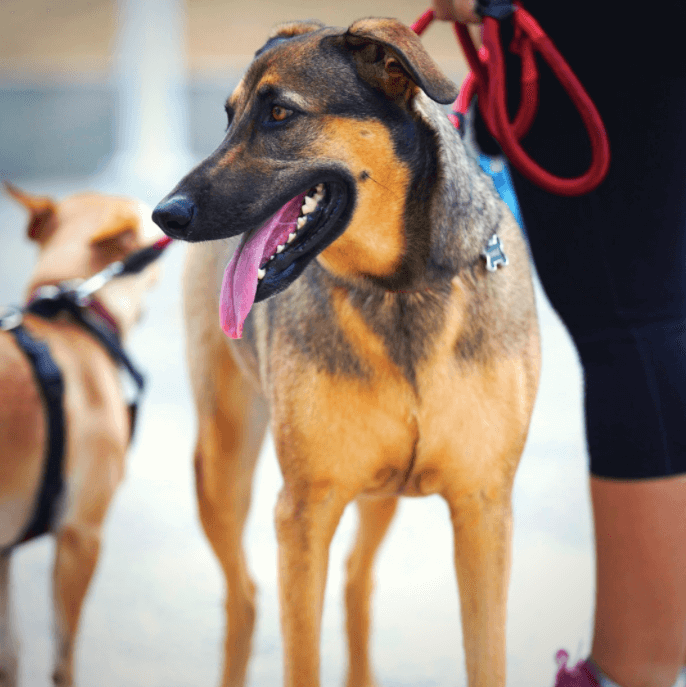 Why You Should Use a Pet Shipper Reemoshare