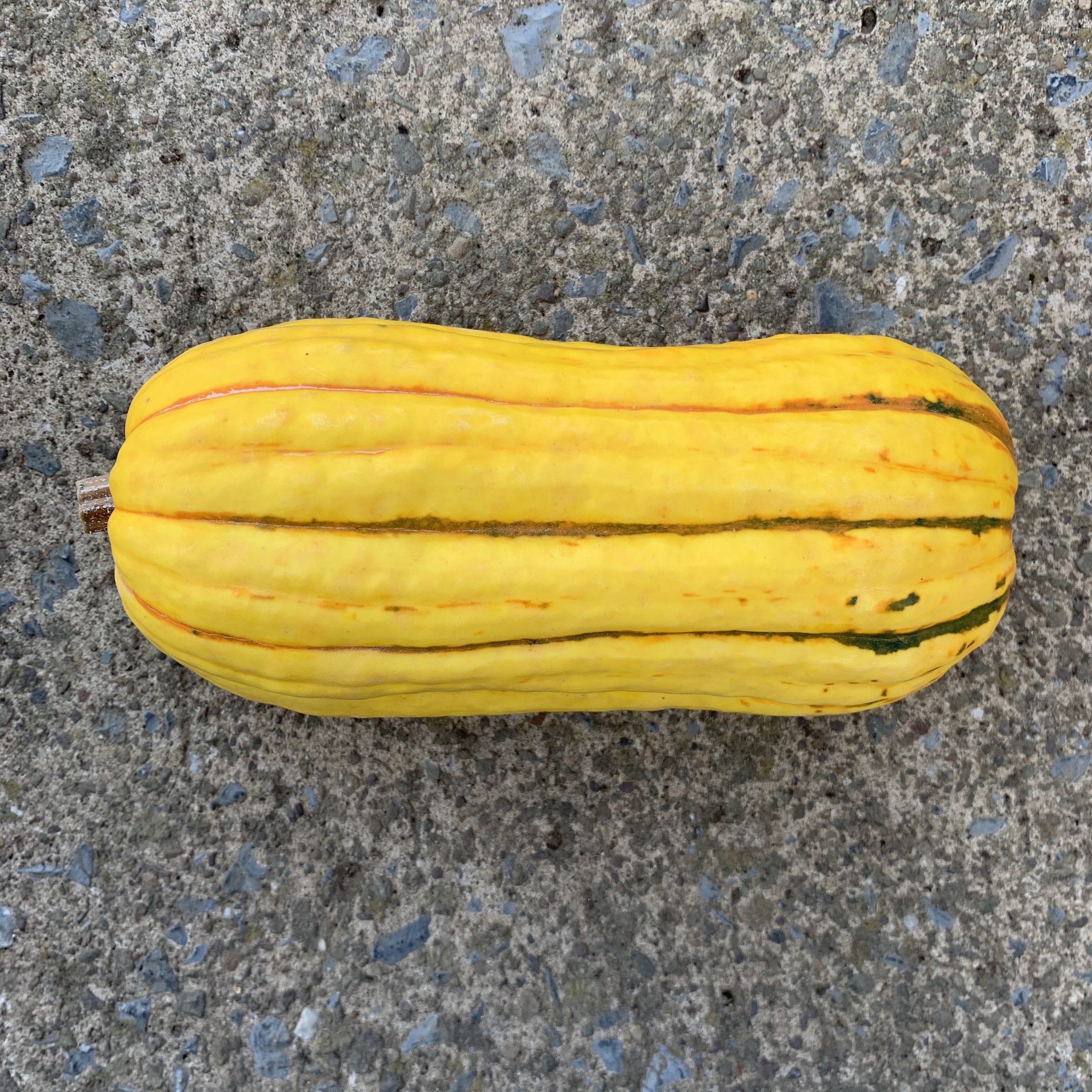  3ct. Small Delicata Squash 2 lb. Central PA Coop RE Farm Café
