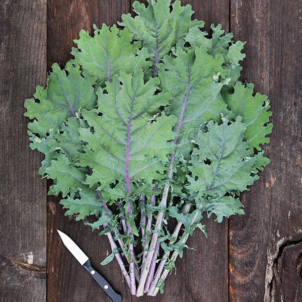  1 bunch 'Red Russian' Kale Windswept Farm RE Farm Café