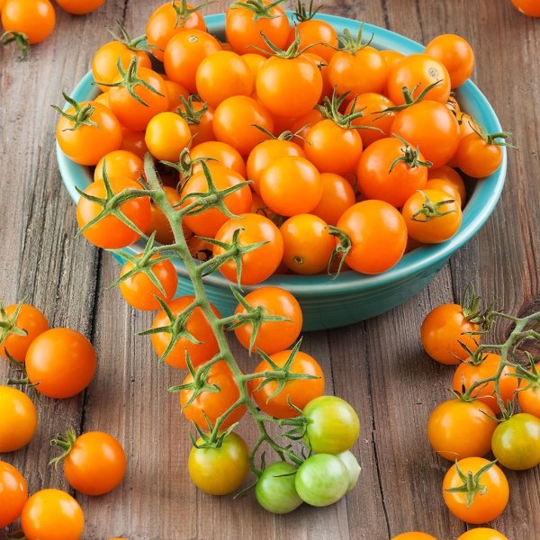 Live Tomato Plant Sungold Cherry Tomato RE Farm Café