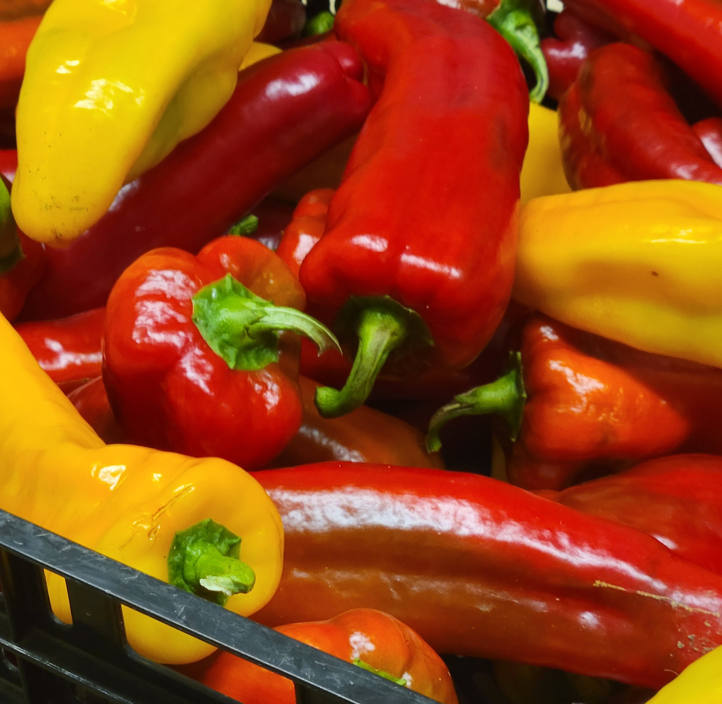  2 Red & Yellow Sweet Italian Frying Peppers Windswept Farm RE