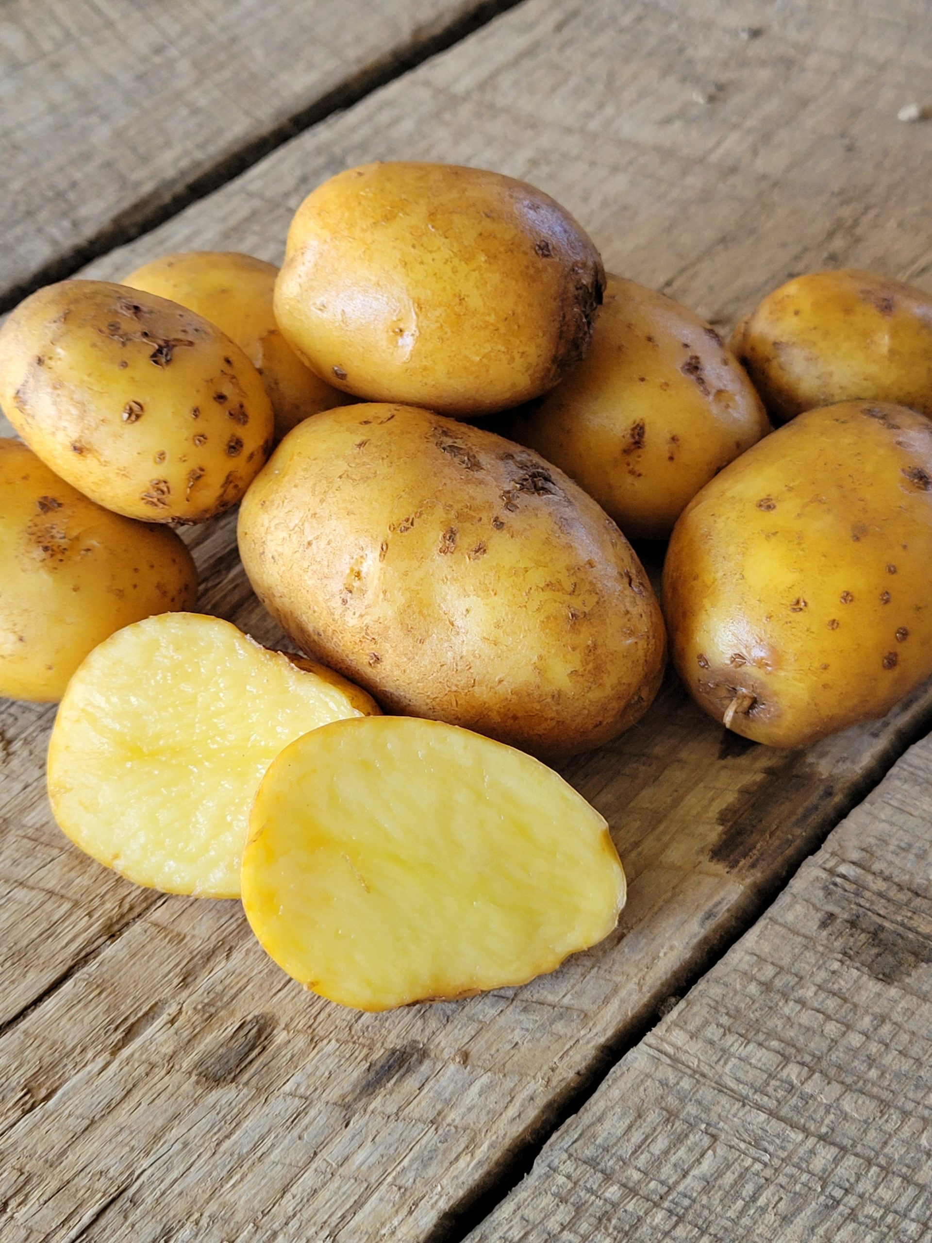  1.5 lb. 'German Butterball' Medium Round Potatoes Windswept Farm