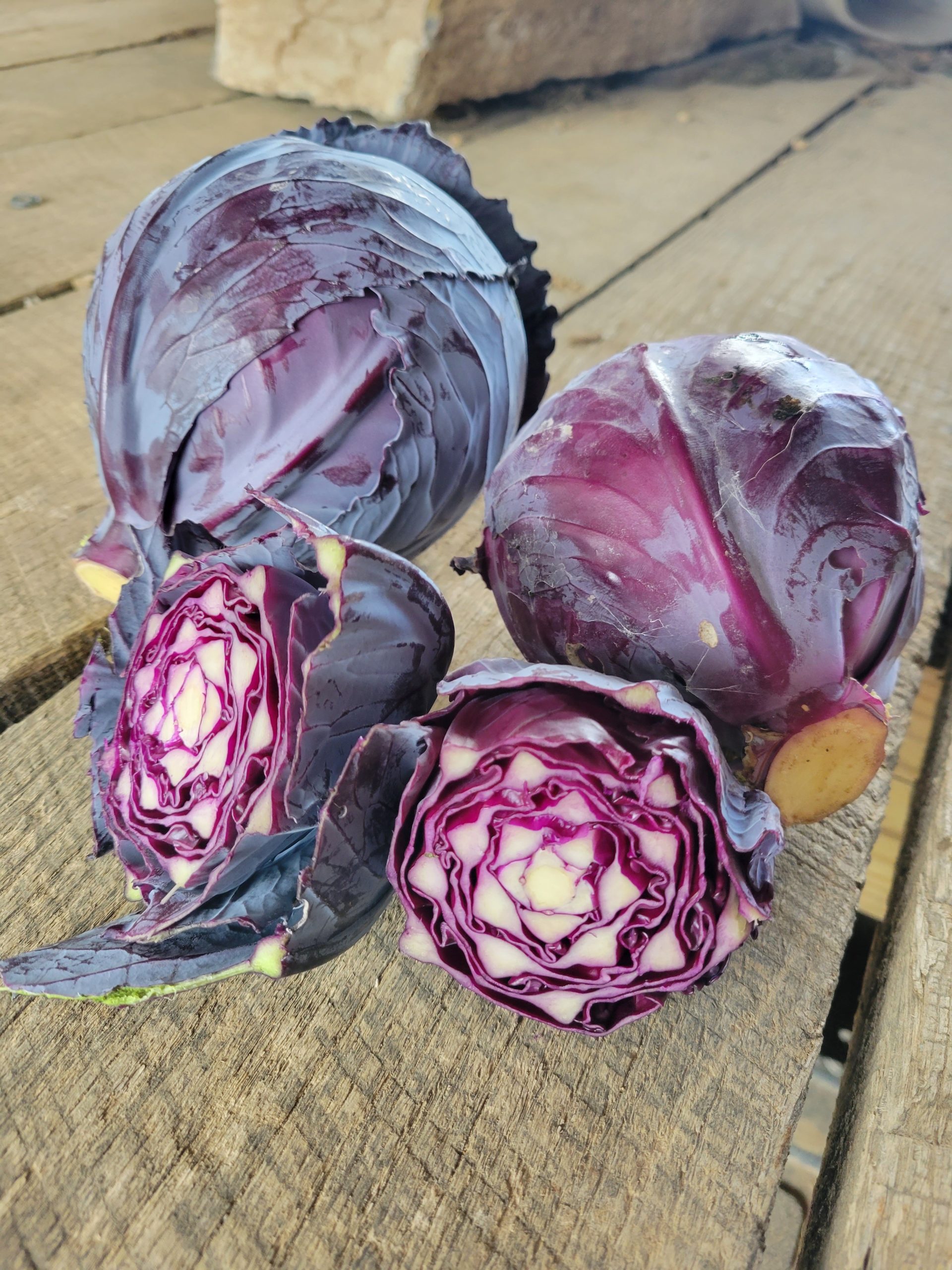  'Ruby Ball' Small/Medium Red Cabbage Windswept Farm RE Farm Café