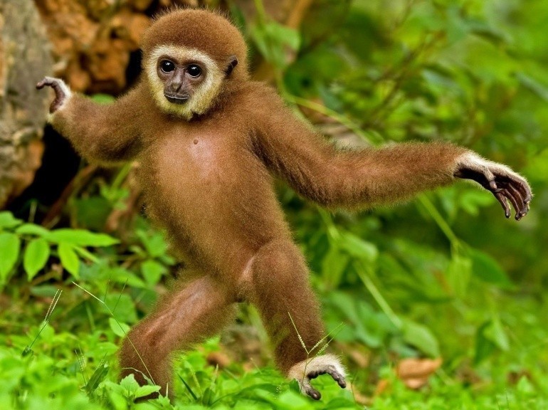 EN IMAGES. L'adorable danse d'un jeune gibbon 11 octobre 2012 L'Obs