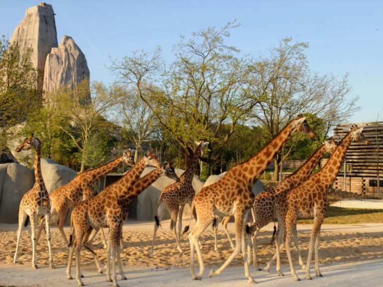 PHOTOS. Découvrez le nouveau zoo de Vincennes 11 avril 2014 L'Obs