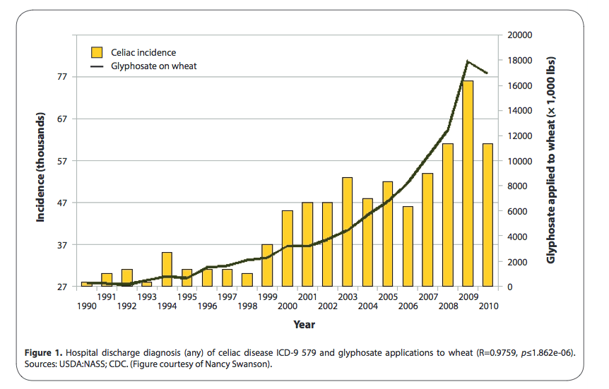 Intolérance au gluten et Roundup retour sur une étude controversée